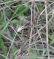 Hordeum murinum leporinum