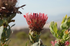 Protea eximia