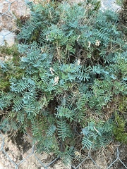 Hippocrepis balearica