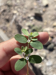 Euphorbia pediculifera