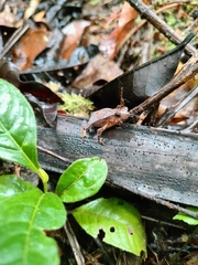 Rhinella castaneotica