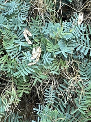 Hippocrepis balearica