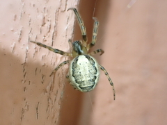 Zygiella x-notata