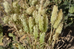 Lamarckia aurea