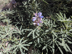 Lupinus hyacinthinus