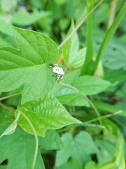 Anasa