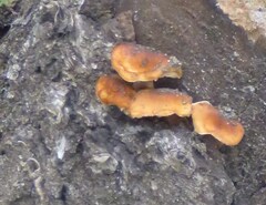 Flammulina