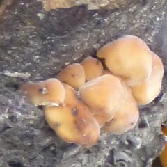 Flammulina