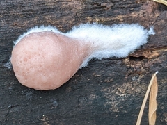 Reticularia