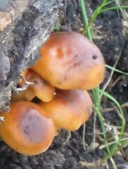 Flammulina
