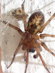 Amaurobius