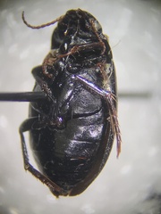 Agabinae