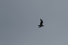 Stercorarius skua