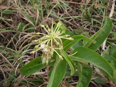 Asclepias viridis