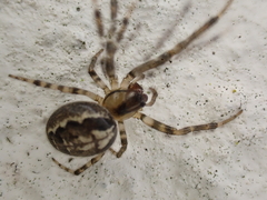 Zygiella x-notata