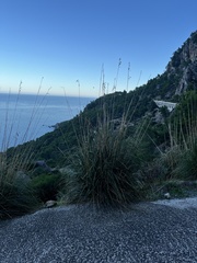 Ampelodesmos mauritanicus