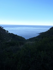 Ampelodesmos mauritanicus