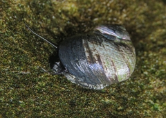 Trochoidea