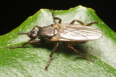 Coelopa