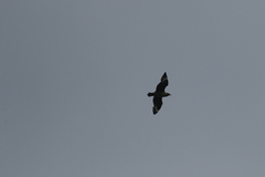 Stercorarius skua