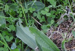 Plantago lagopus