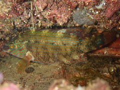 Symphodus melops