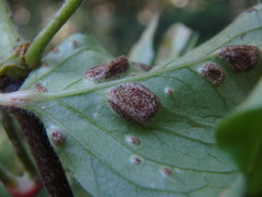 Puccinia circaeae