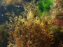 Gongolaria barbata