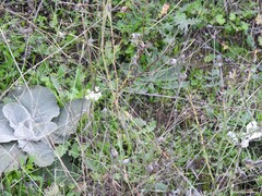 Verbascum pulverulentum