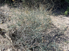 Hoffmannseggia intricata