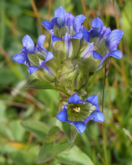 Gentiana parryi