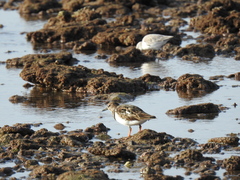 Arenaria interpres interpres