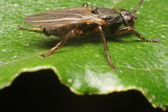 Coelopa