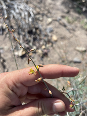 Hoffmannseggia intricata