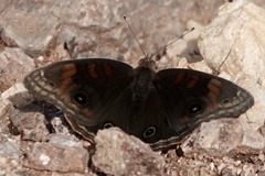 Junonia nigrosuffusa