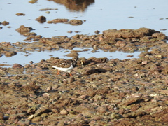 Arenaria interpres interpres