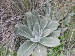 Verbascum pulverulentum