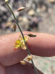 Hoffmannseggia intricata