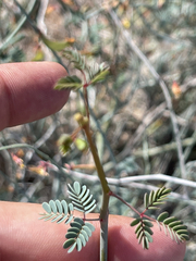 Hoffmannseggia intricata