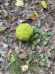 Maclura pomifera