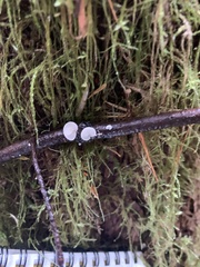 Crepidotus fusisporus