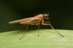 Lonchoptera bifurcata