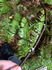 Crepidotus fusisporus