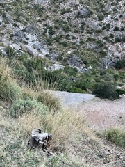 Ampelodesmos mauritanicus