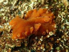 Yungia aurantiaca