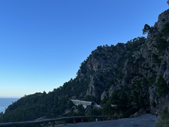 Ampelodesmos mauritanicus