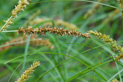 Carex appressa