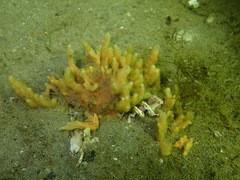 Hymeniacidon perlevis