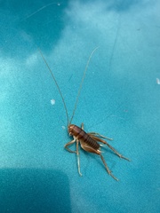 Ceuthophilus californianus