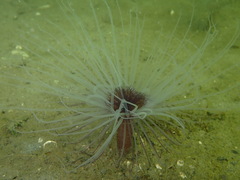 Pachycerianthus solitarius